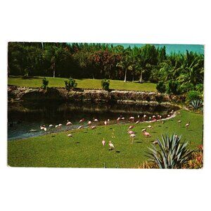Flamingos Natural Setting Famous Parrot Jungle Vintage Postcard Palm Co Miami
